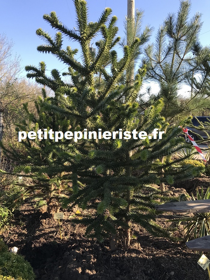 araucaria en cépée